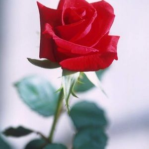 Meet your Posher, Ella